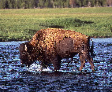 Old bison bull crossing Slough Creek