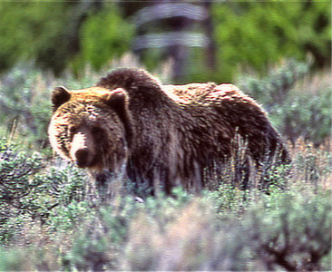 Grizzly Bear In Yellowstone