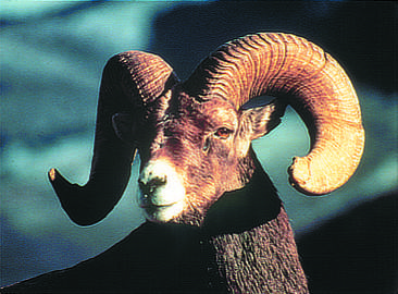 Bighorn Ram