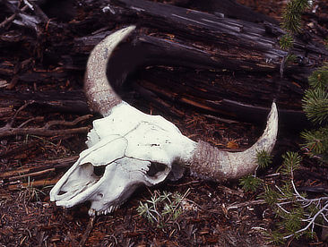 Bison Skull