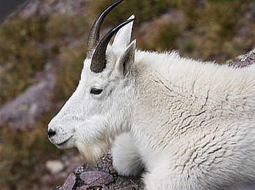 Mountain Goat